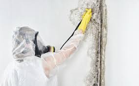 Best Forensic Mold Investigation  in Greybull, WY